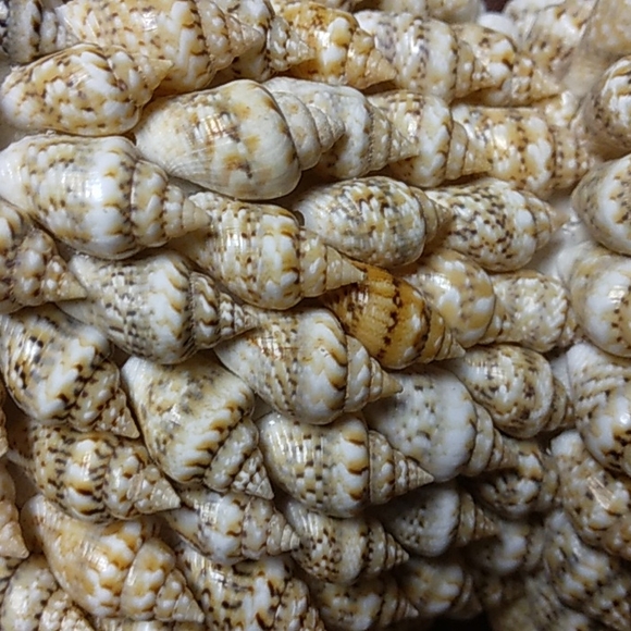 Seashell Easter Bunny Rabbit - Picture 7 of 7